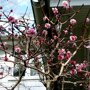 Viburnum bodnantense Dawn solitair